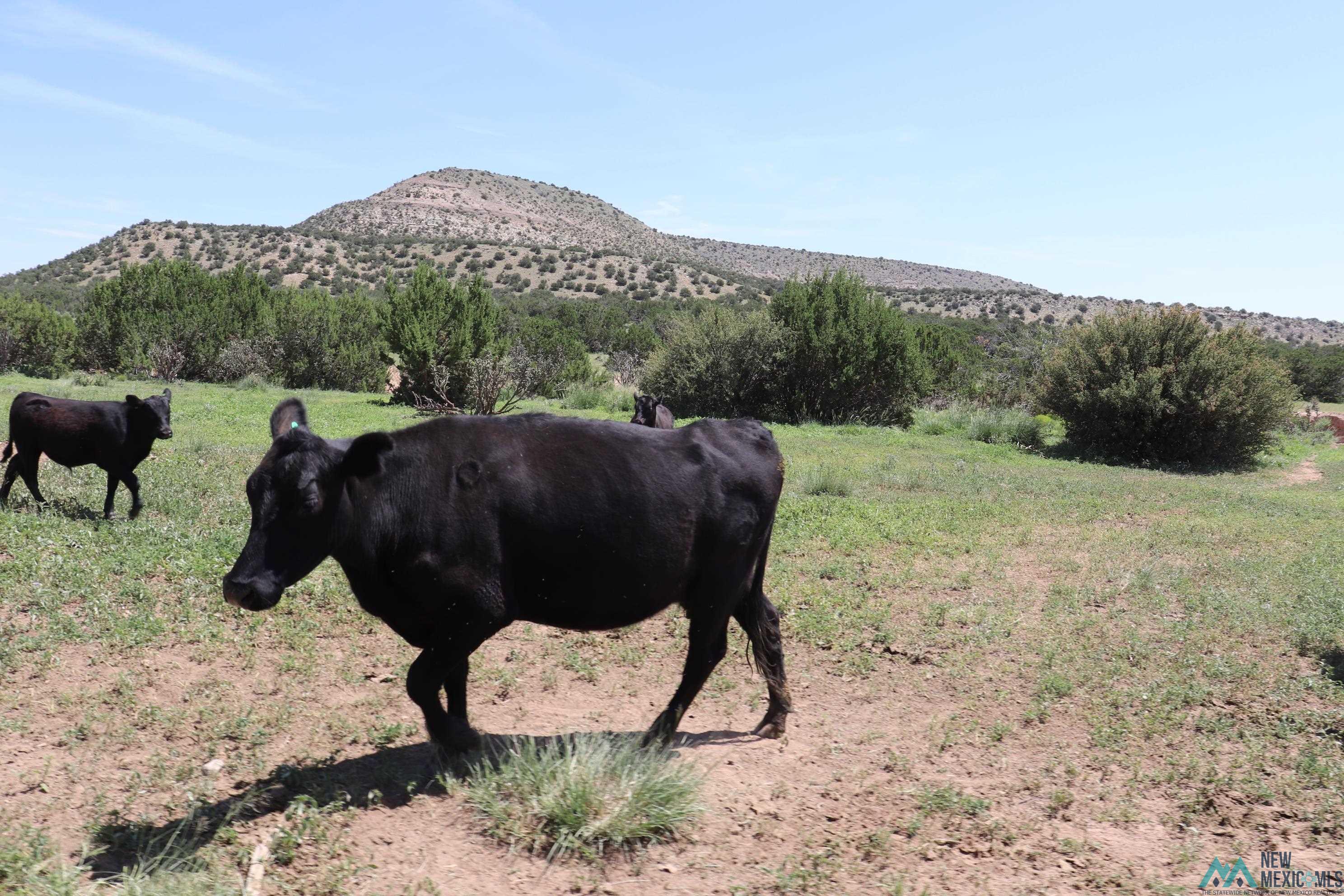 122 County Road B001 Road, Mountainair, Texas image 30