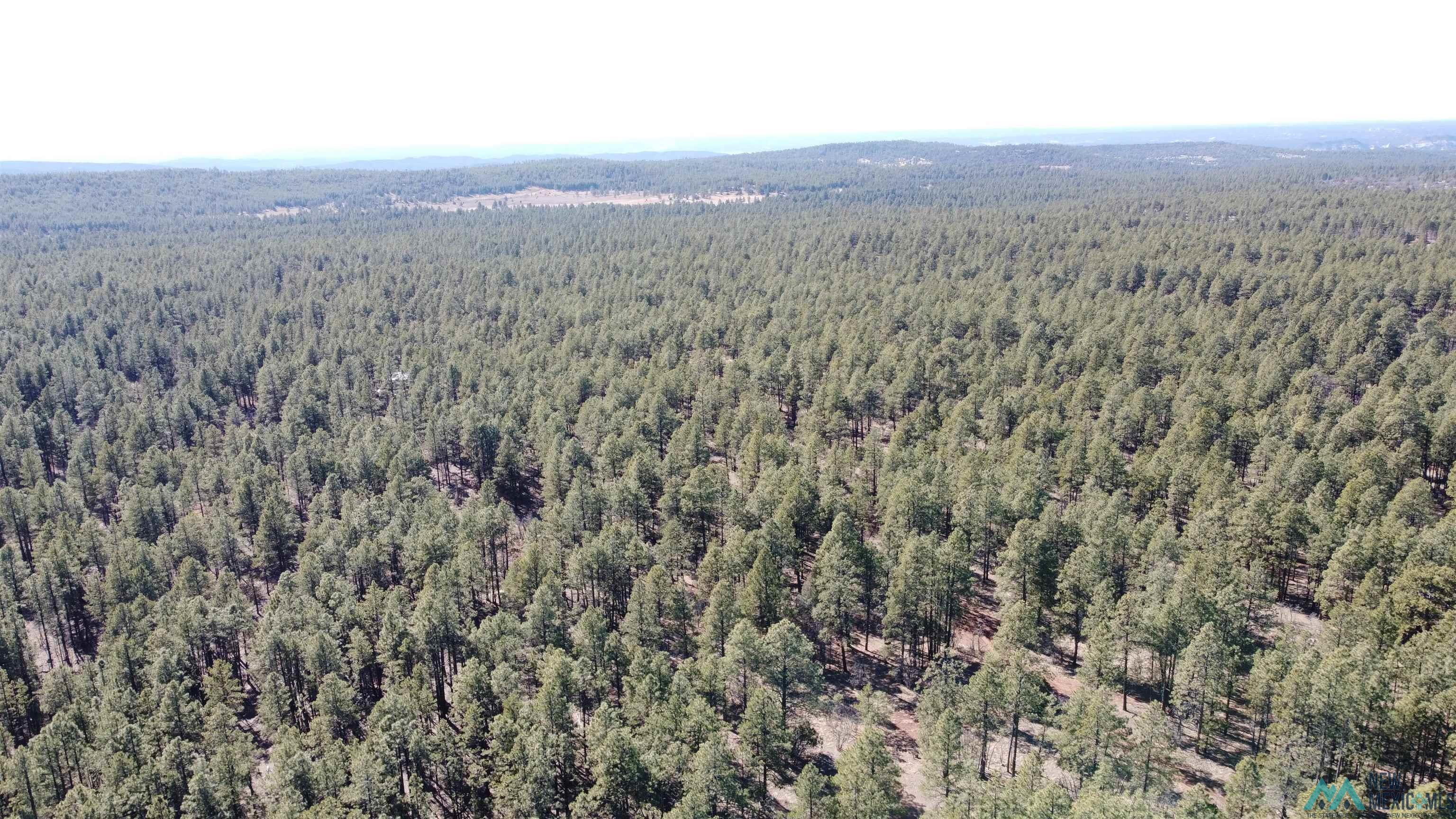 Lot 41 Mcgaffey Pines, Mcgaffey, Texas image 1