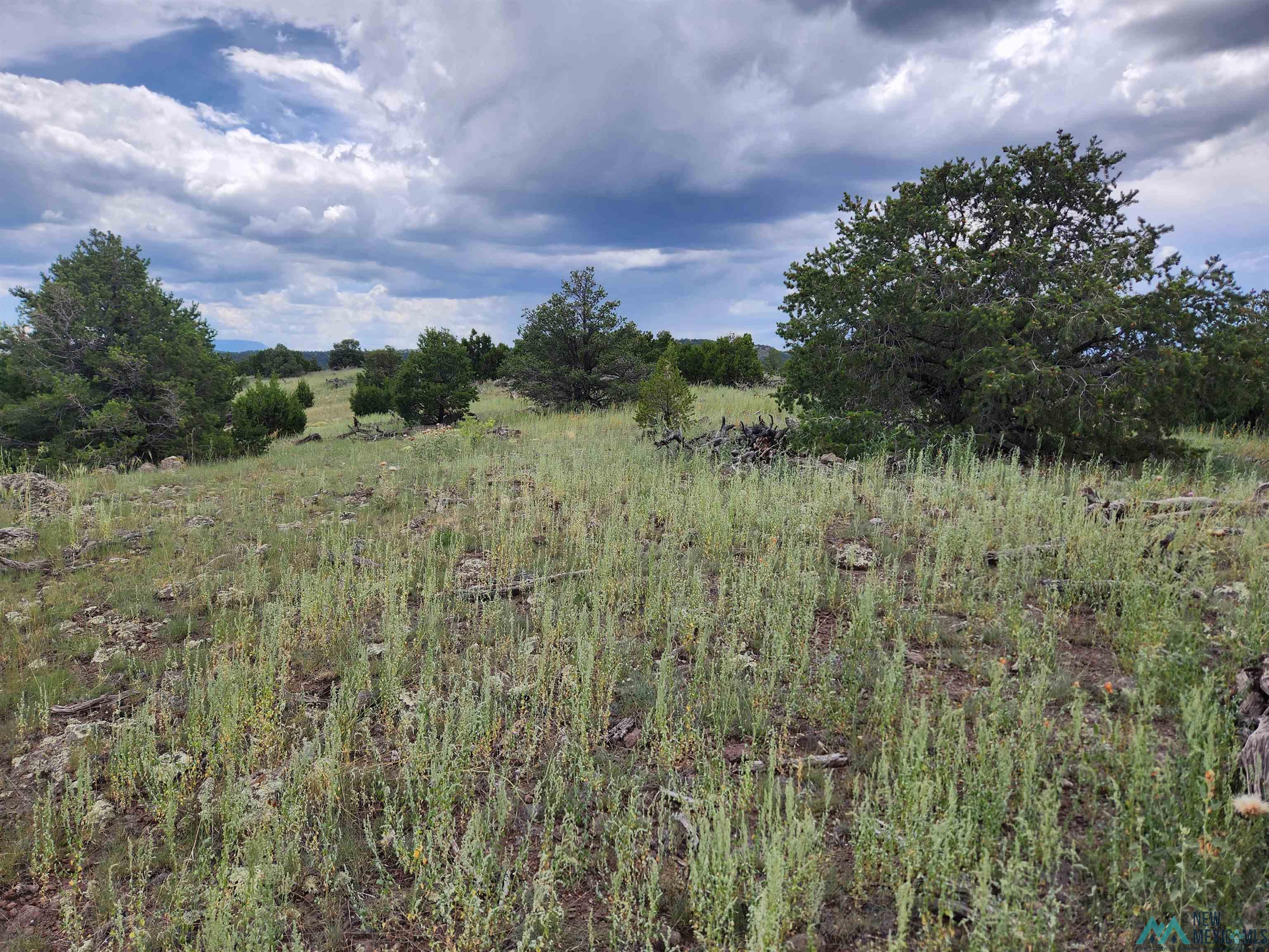 Cimarron Drive, Quemado, Texas image 2