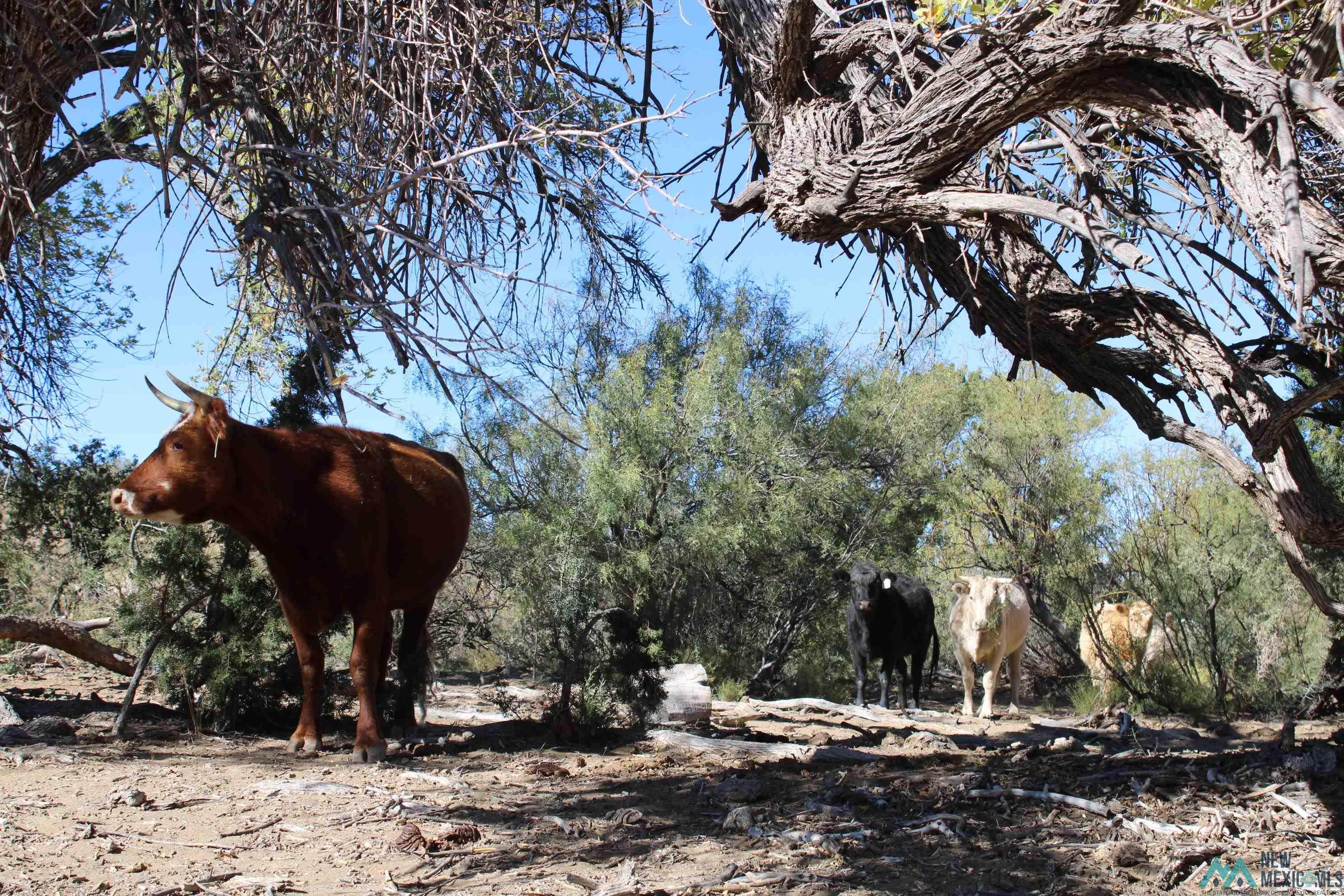 Mescal Springs Ranch Dr, Truth Or Consequences, Texas image 41