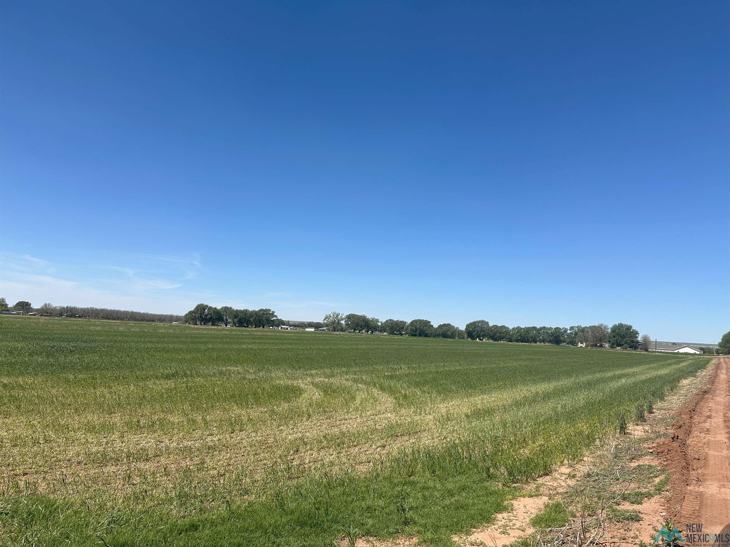 Pecan Street, Fort Sumner, Texas image 7