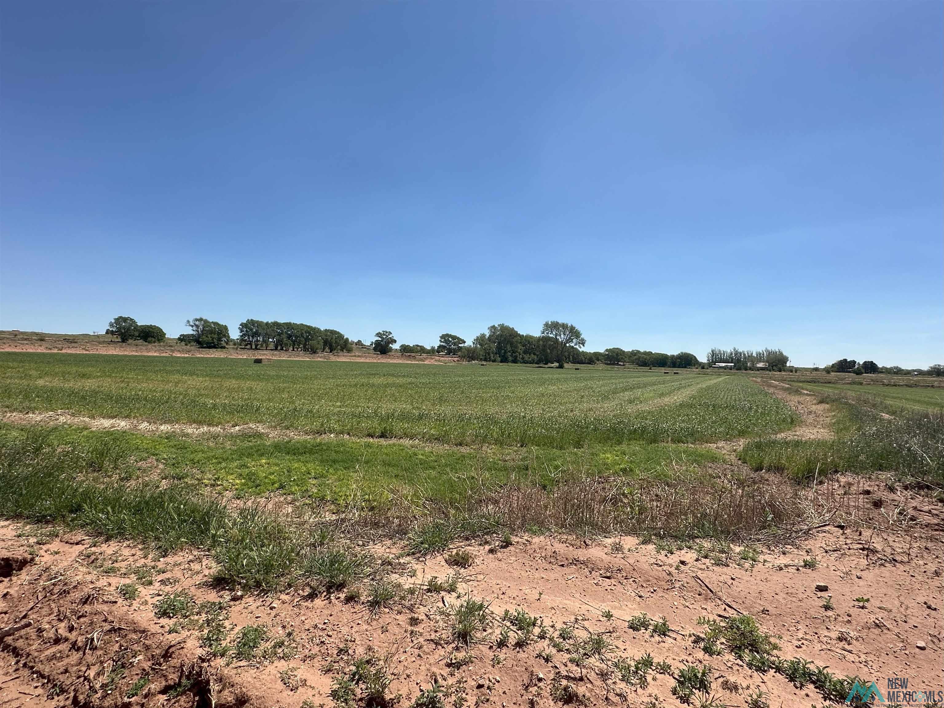 Pecan Street, Fort Sumner, Texas image 12