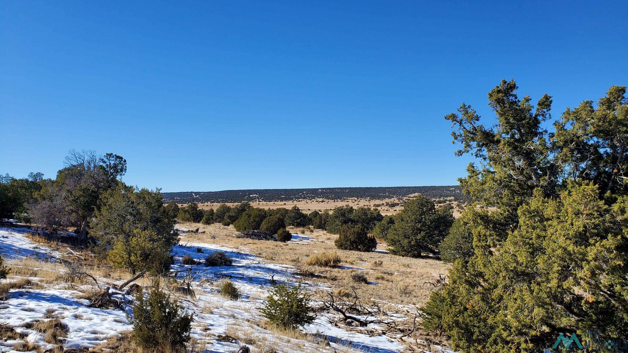 Indian Maiden Court, Quemado, New Mexico image 1