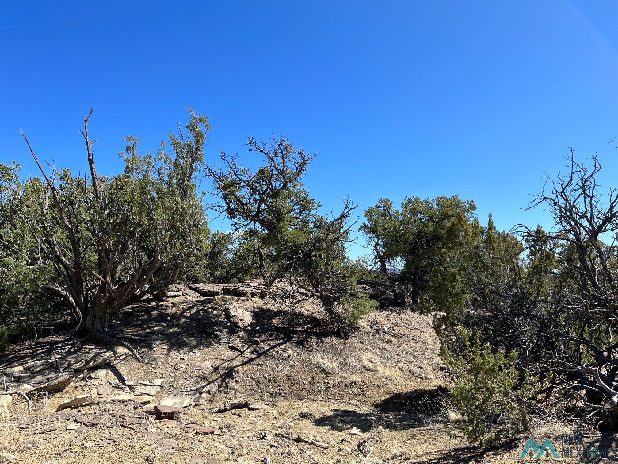 89 Ponderosa Loop, Pie Town, New Mexico image 8