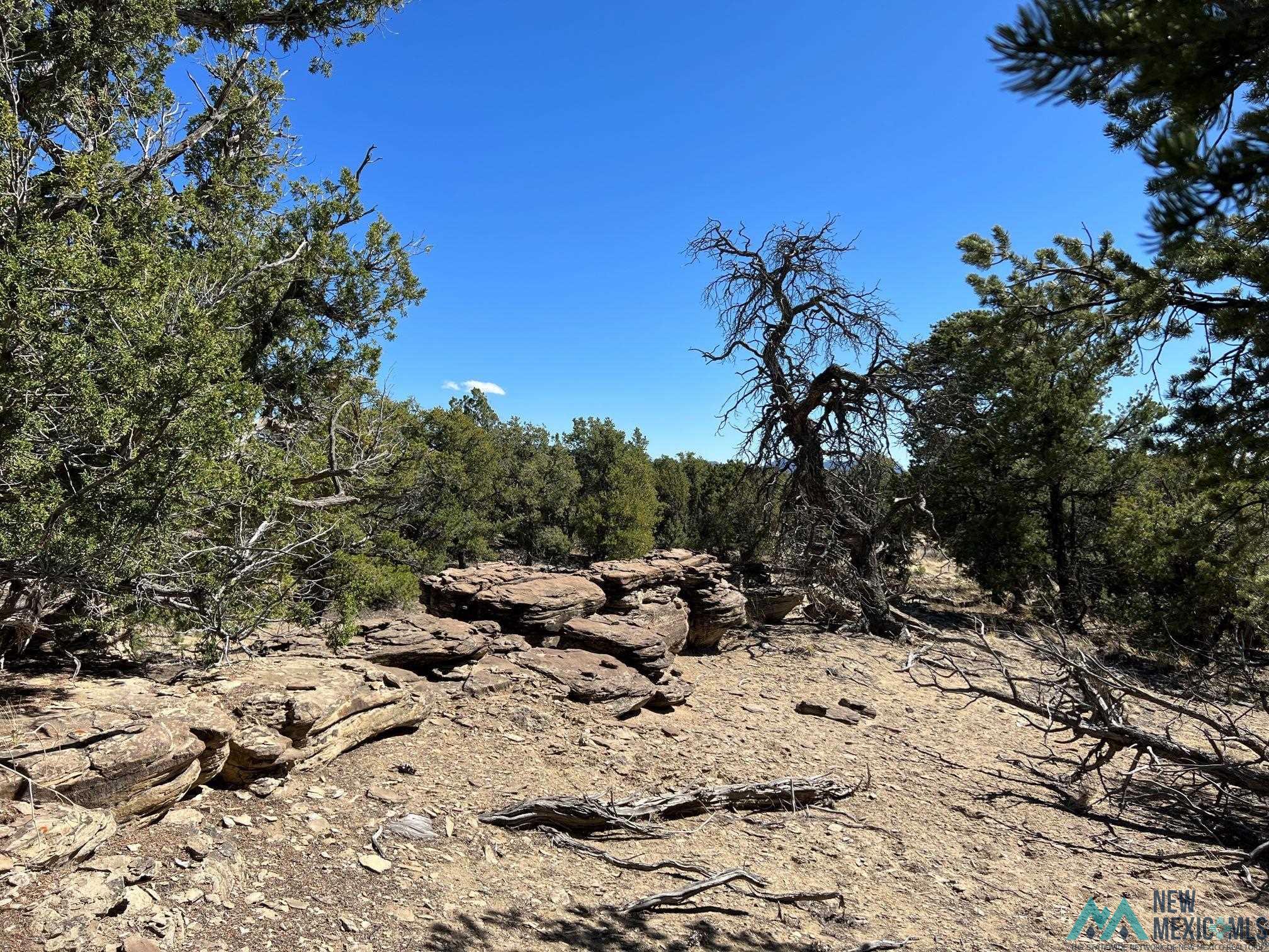 89 Ponderosa Loop, Pie Town, New Mexico image 9