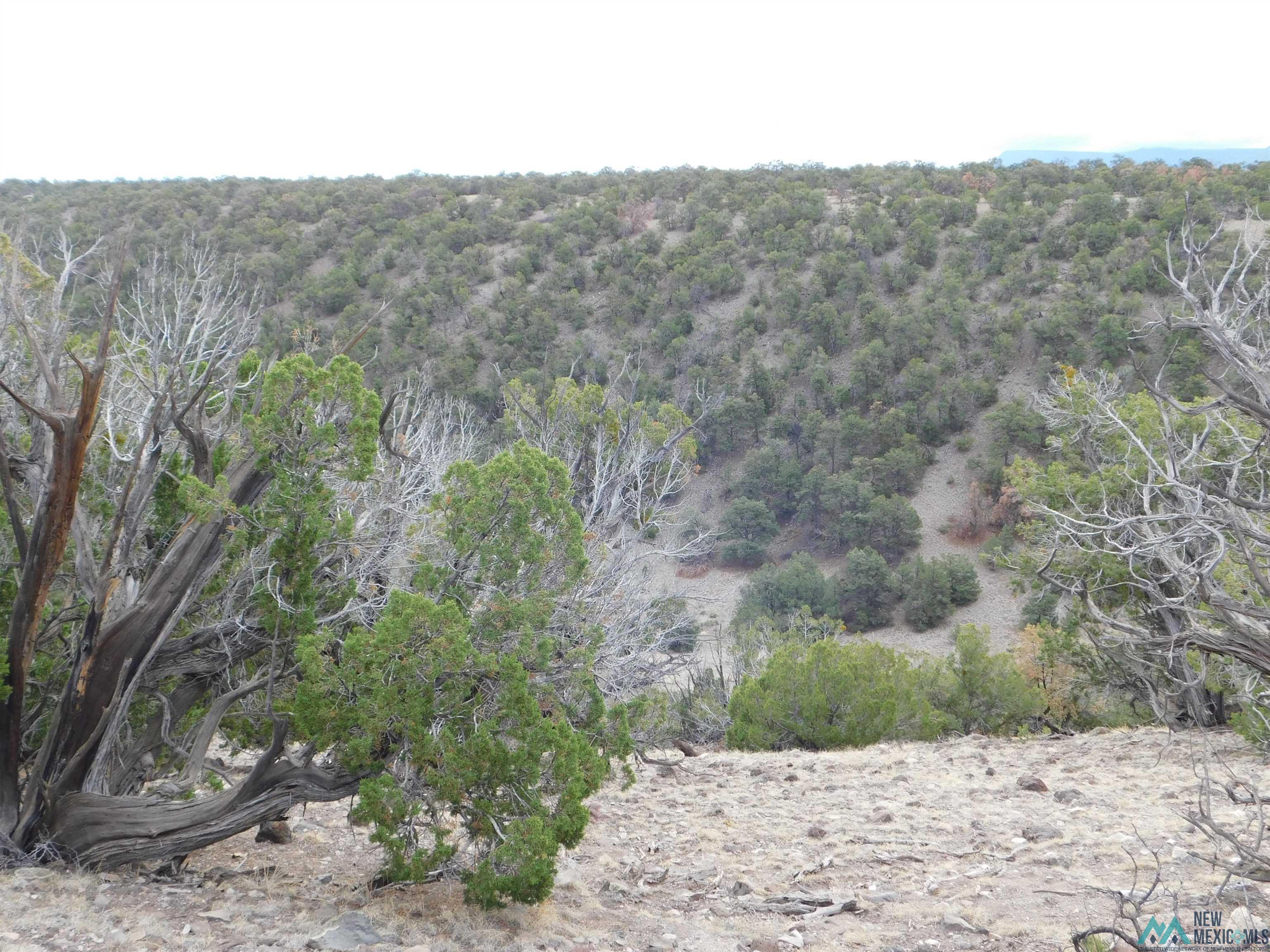 LOT 139 Agua Fria Loop, Quemado, New Mexico image 13