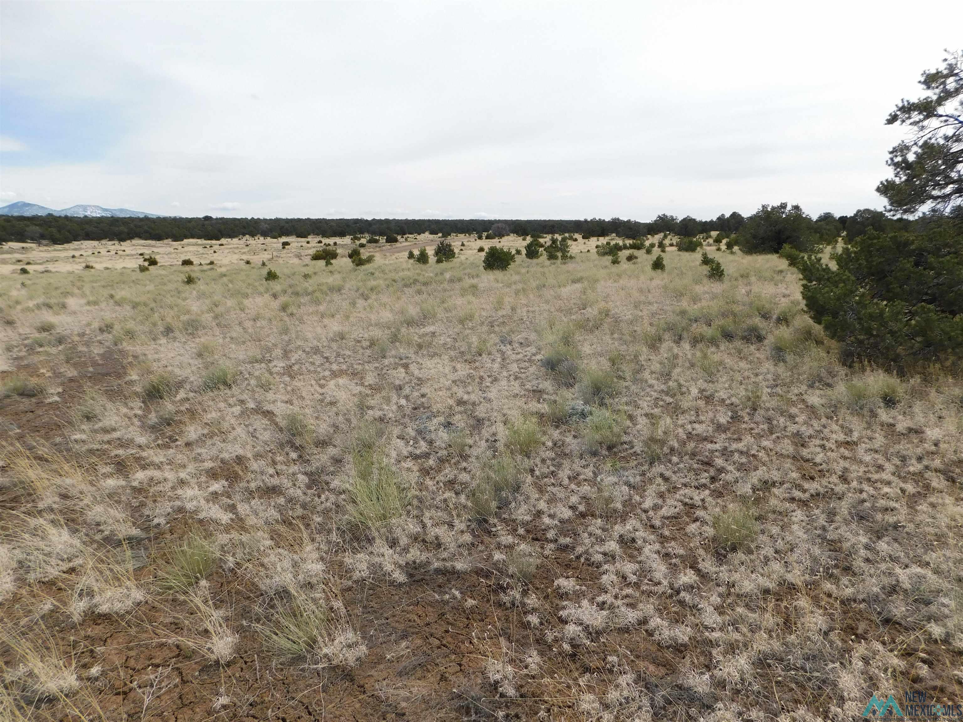 LOT 81 Artesian Avenue, Quemado, New Mexico image 9