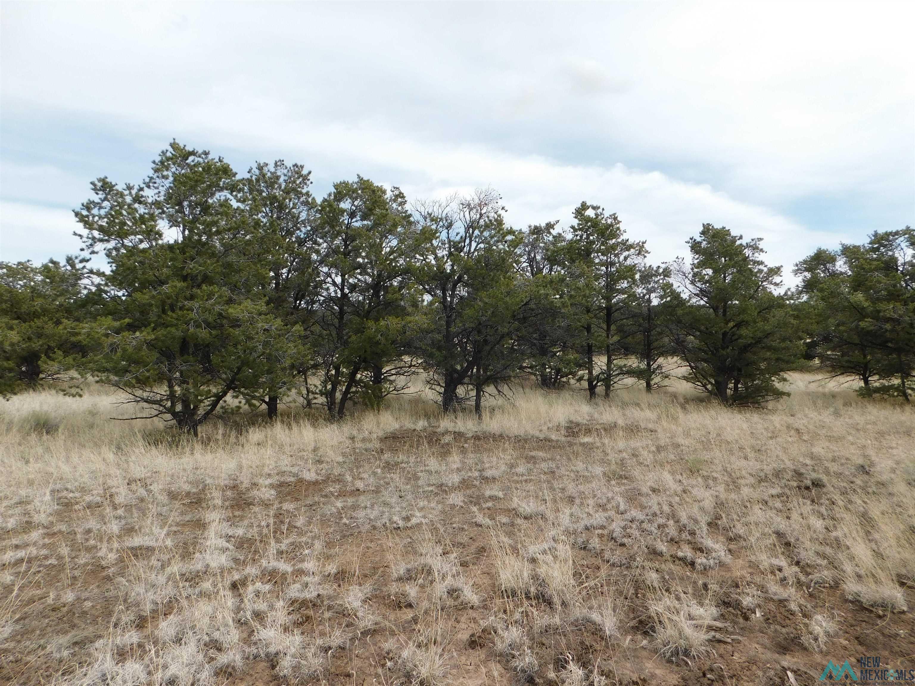 LOT 81 Artesian Avenue, Quemado, New Mexico image 8