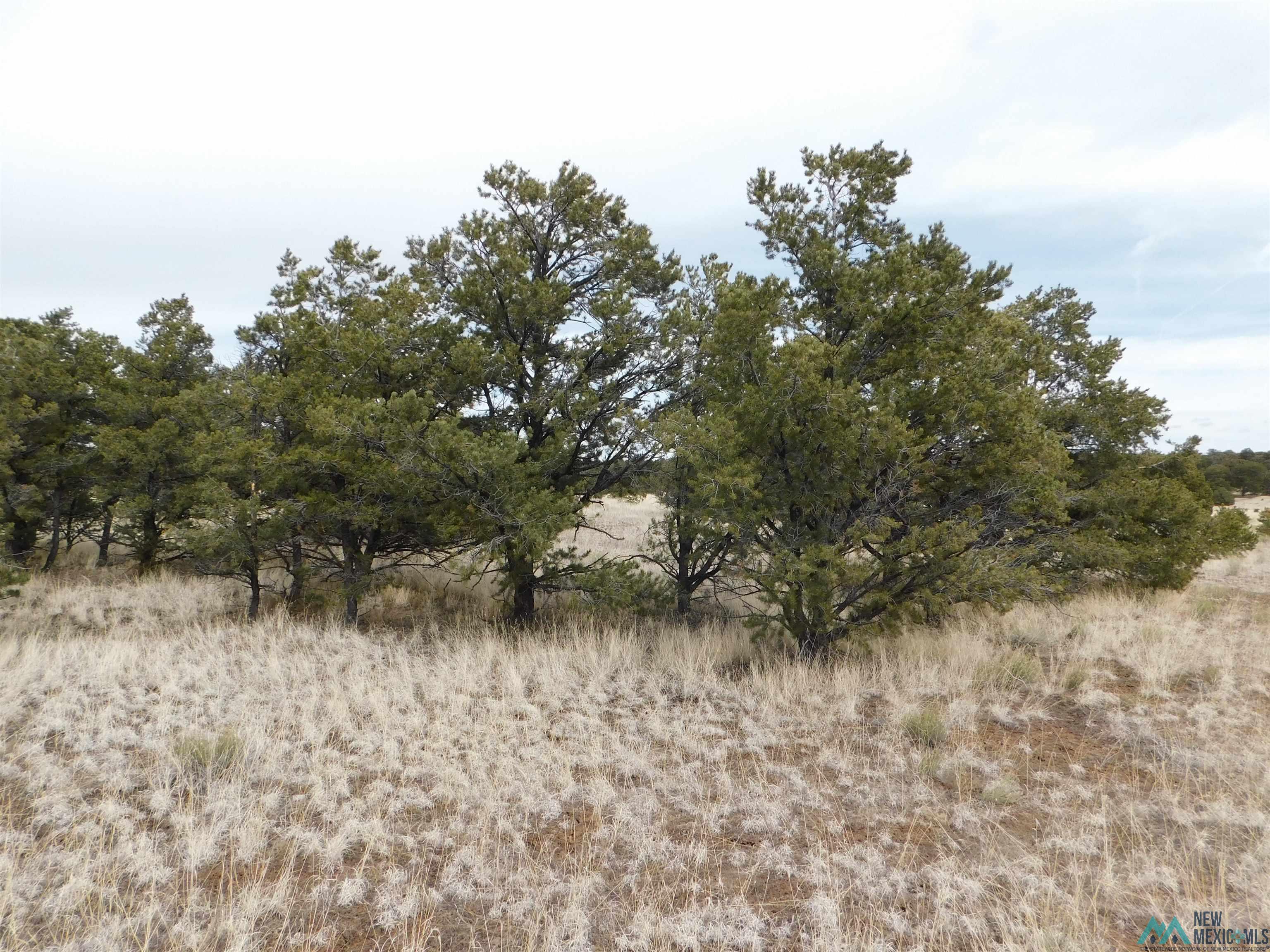 LOT 81 Artesian Avenue, Quemado, New Mexico image 6