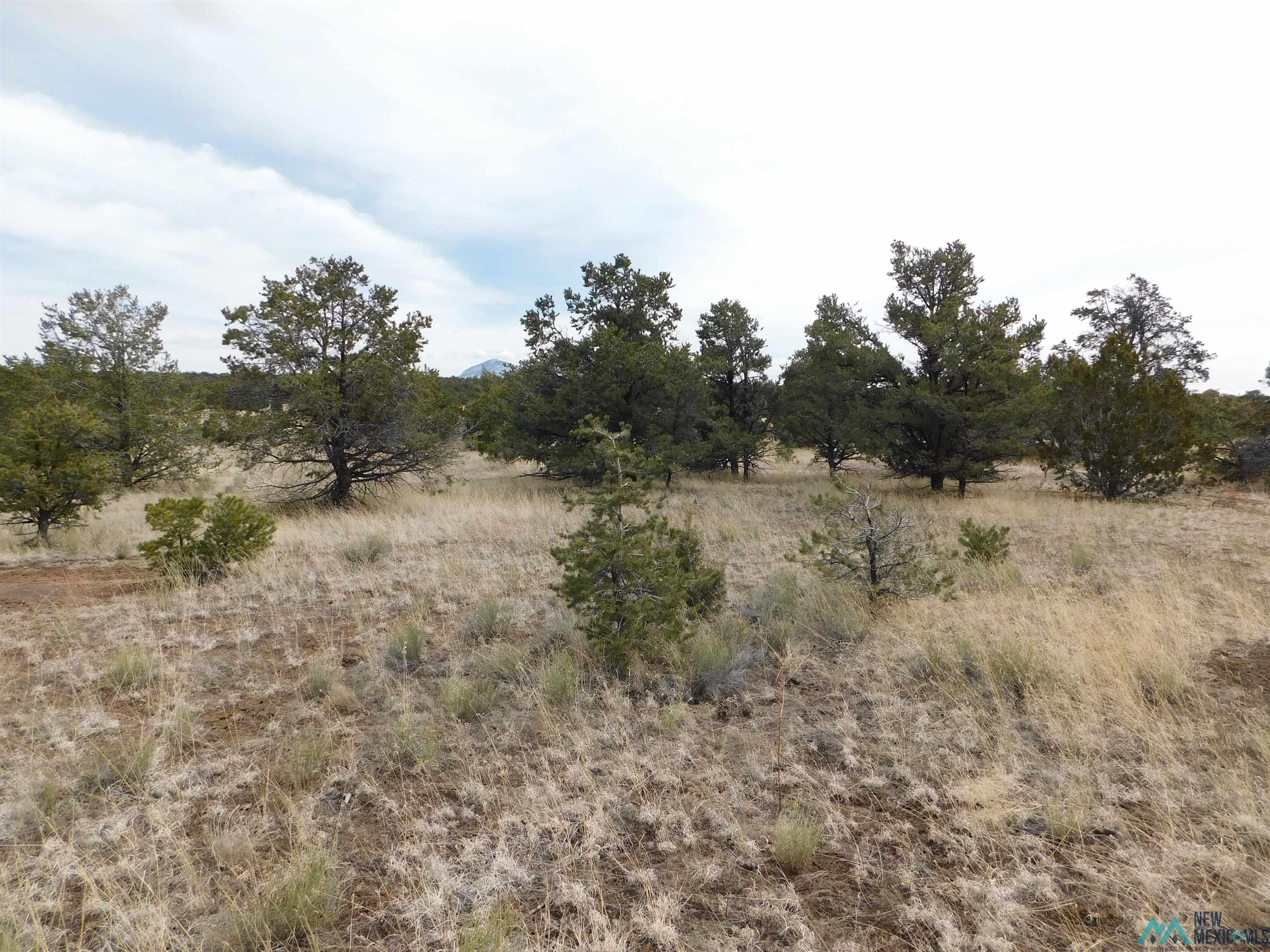 LOT 81 Artesian Avenue, Quemado, New Mexico image 7