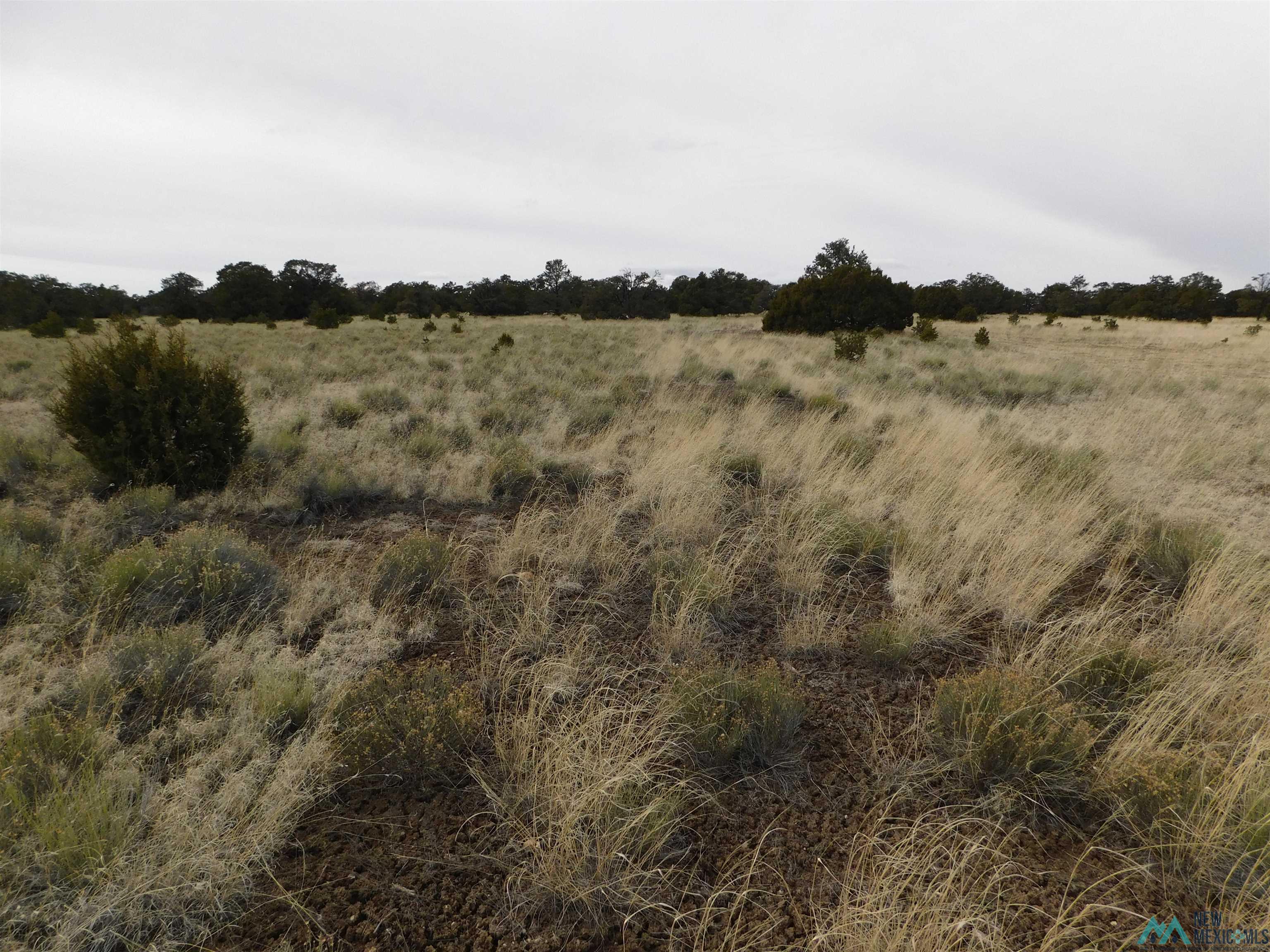 LOT 81 Artesian Avenue, Quemado, New Mexico image 10