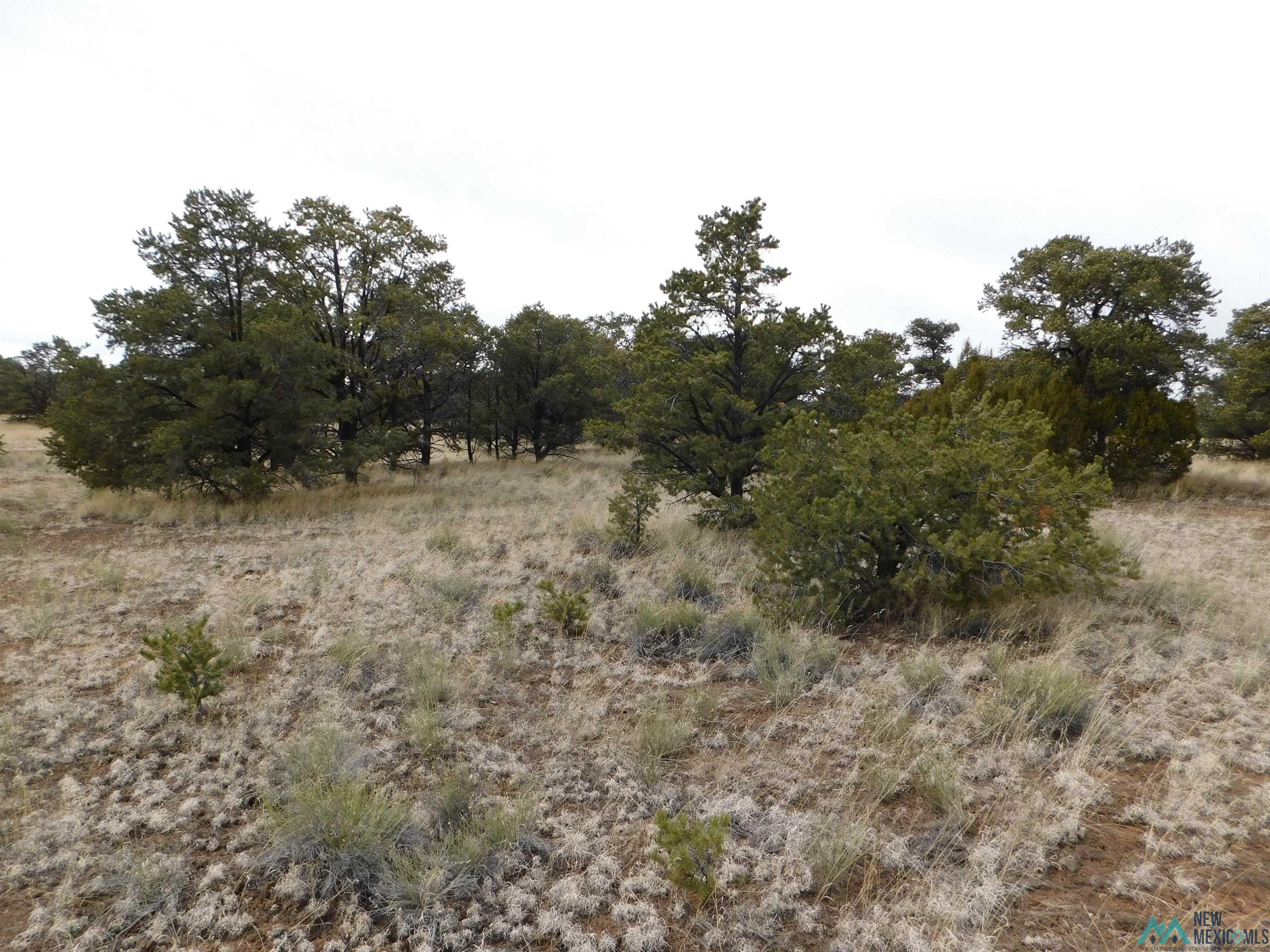 LOT 81 Artesian Avenue, Quemado, New Mexico image 5