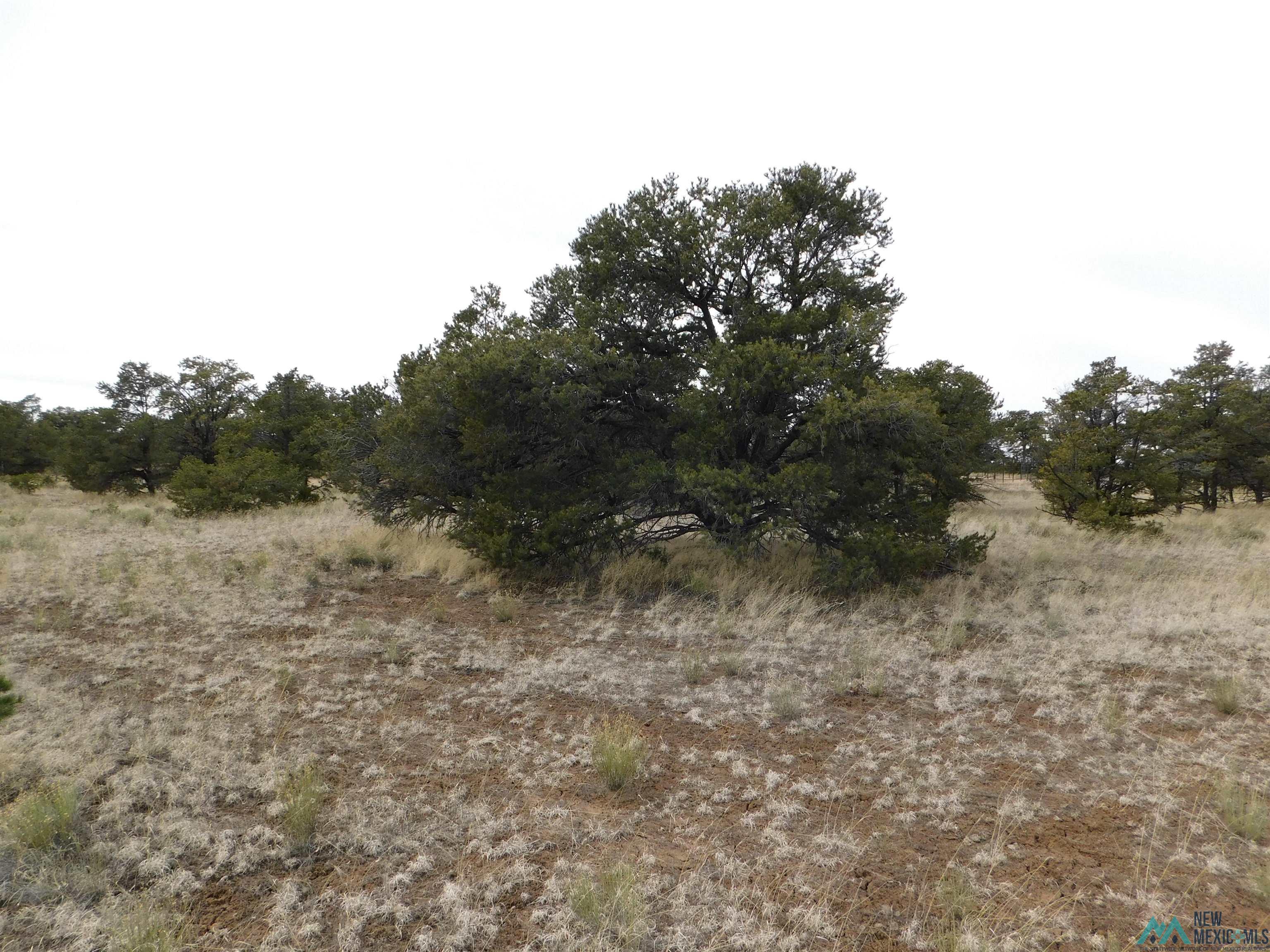 LOT 81 Artesian Avenue, Quemado, New Mexico image 4