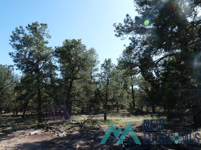 31 Maverick Road, Fence Lake, New Mexico image 44