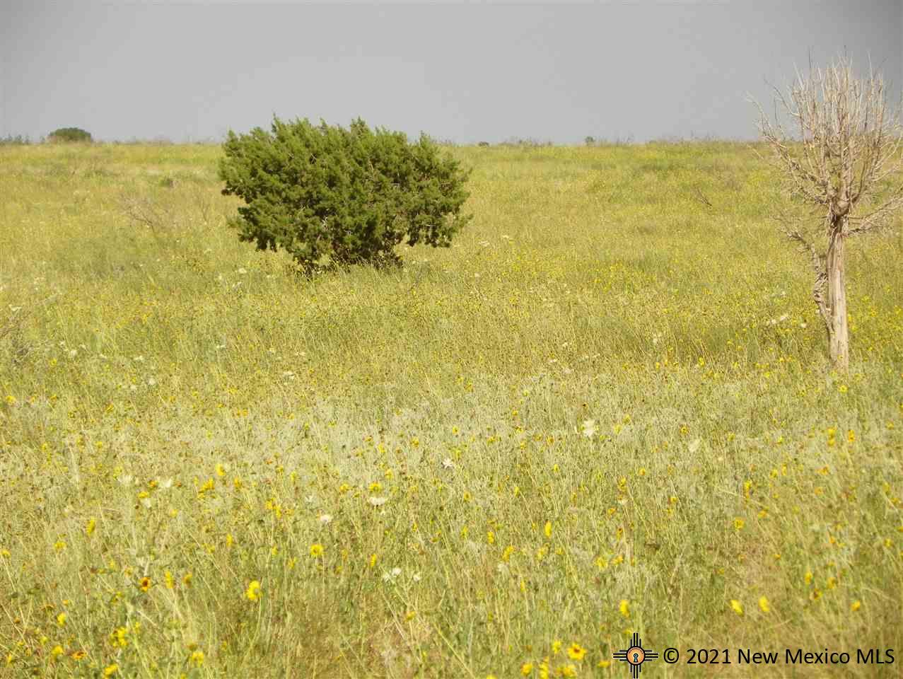 4D Lot Quay Road Ai, Tucumcari, New Mexico image 3