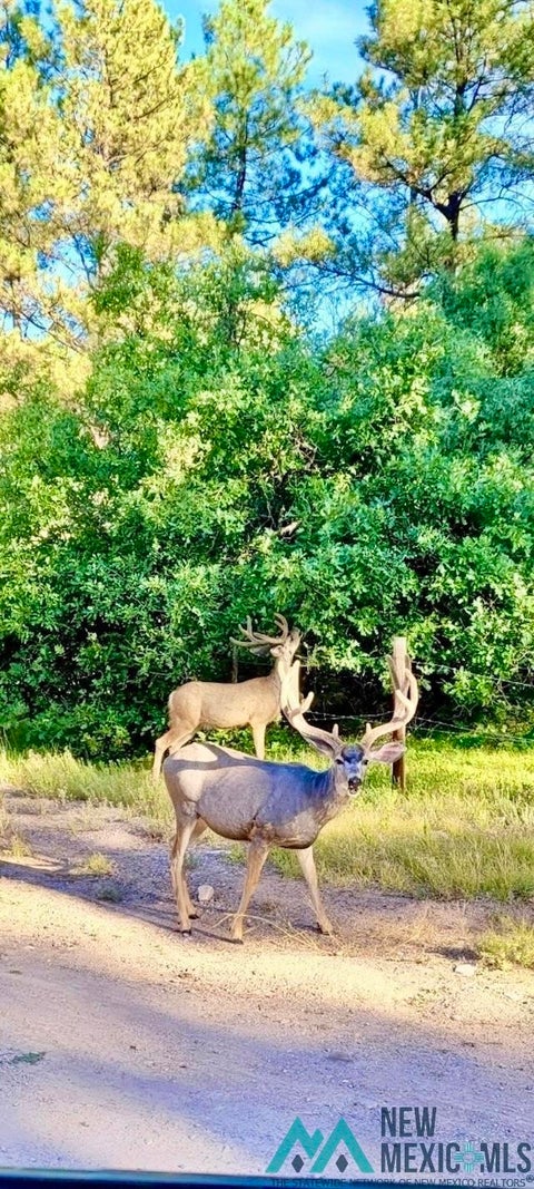 Mobile Home For Sale - Sr 512<br/> Rio Arriba County, Chama, NM 87575