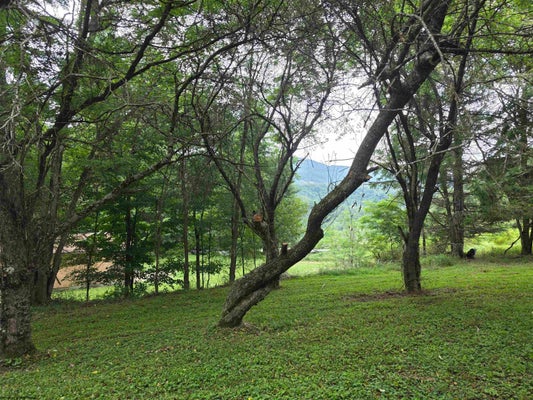 169 WILMA LEE MEMORIAL DR, BOWDEN, WV 26254 - Image 1bf5fc3cb4b33eadbf97ea834abbf2b3/3148825606