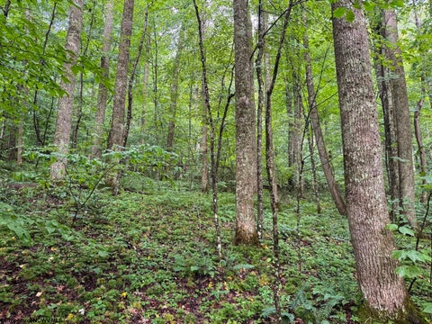 Photo of Lot 1 Hanging Run Road, Belington, WV 26250 (MLS # 10166000)