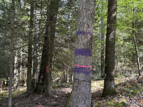Photo of TBD Copper Head Road, Terra Alta, WV 26764 (MLS # 10161664)