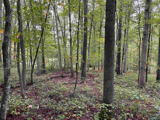 2 DECKER AVE, MORGANTOWN, WV 26501 - Image eeb865ec98edd02adef4eec03688c312/1481623052