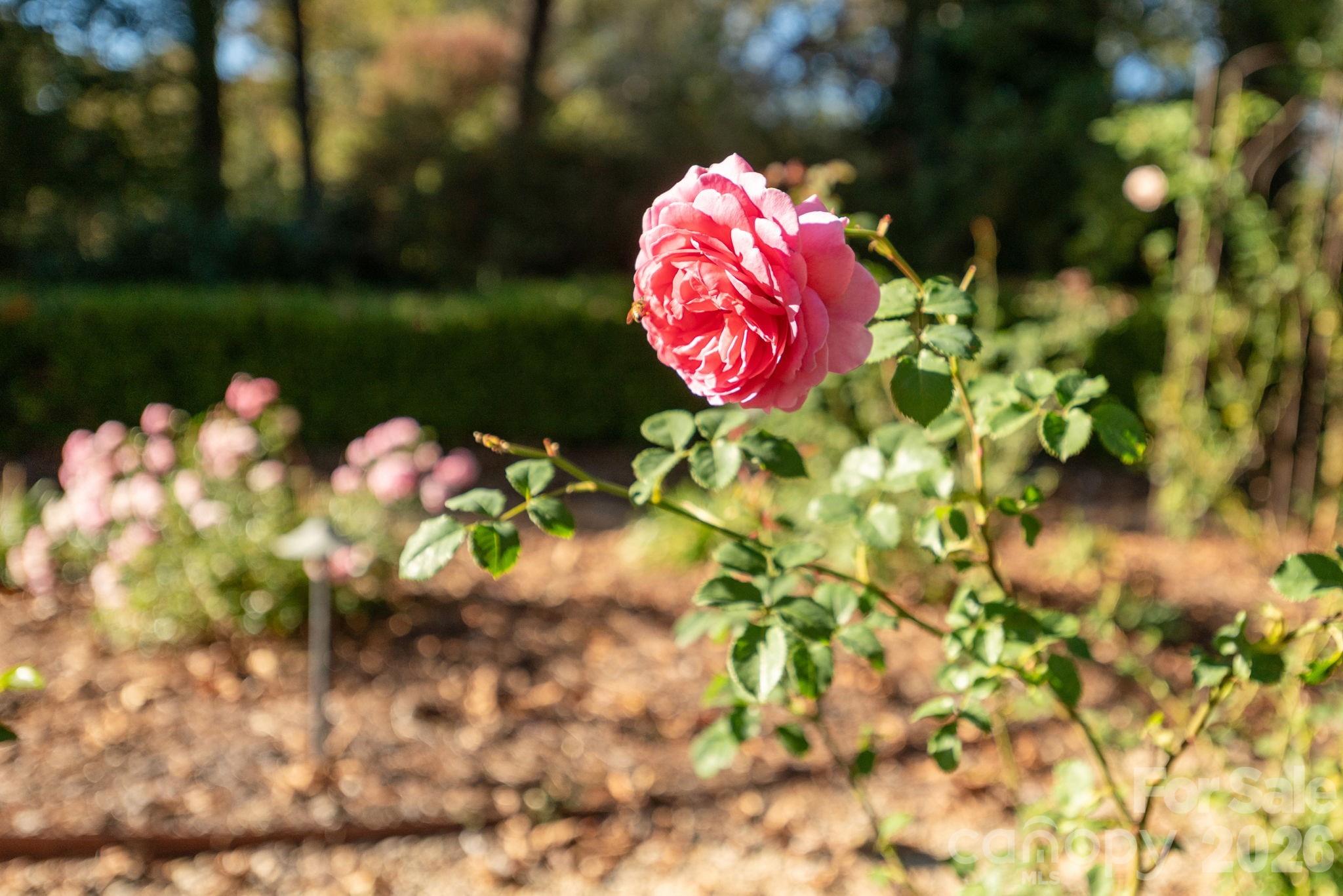 Biltmore Forest - Residential
