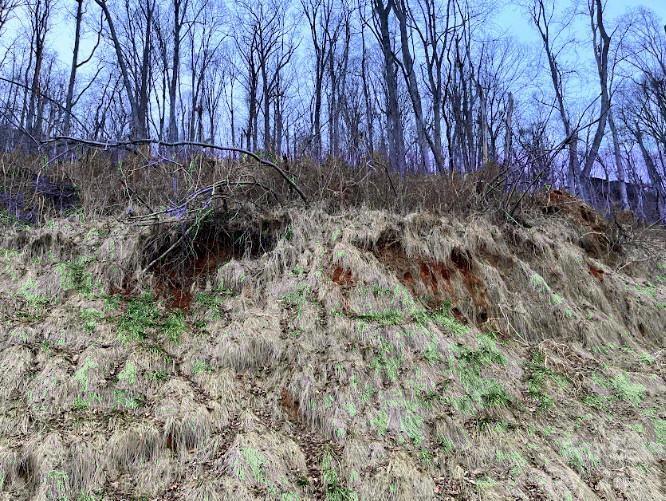 Fairview Forest - Land