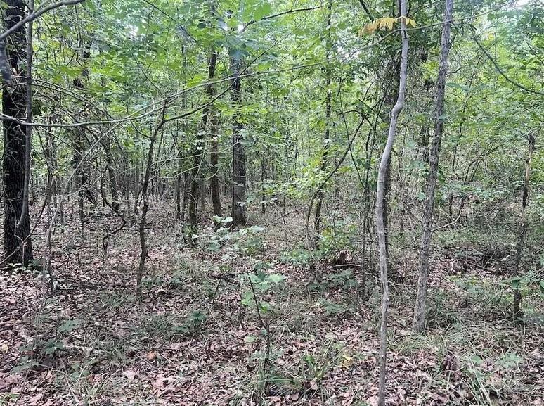 00 Blue Branch Road Tract C