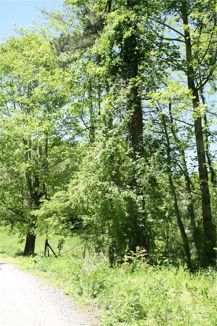 TBD Greenyard Trail 2