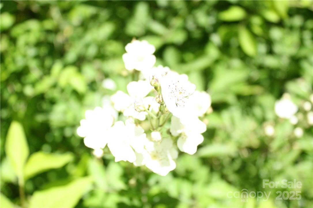 TBD Greenyard Trail 2