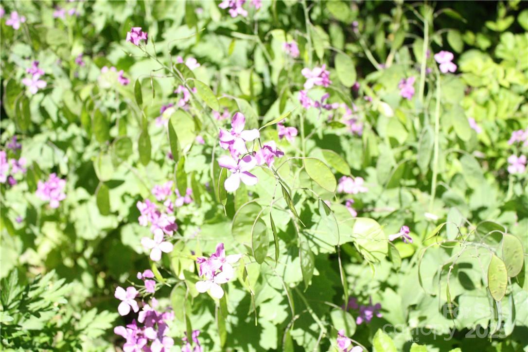 TBD Greenyard Trail 2