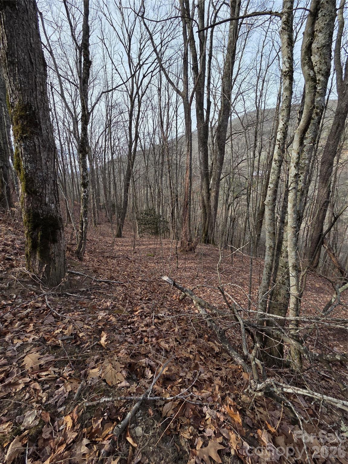 Buckeye Woodlands - Land