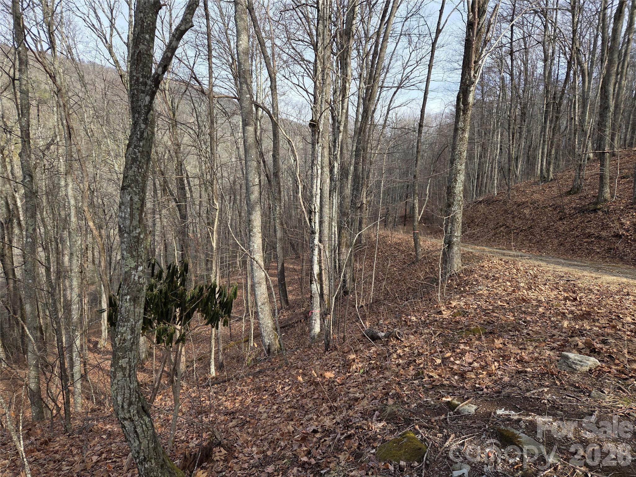 Buckeye Woodlands - Land