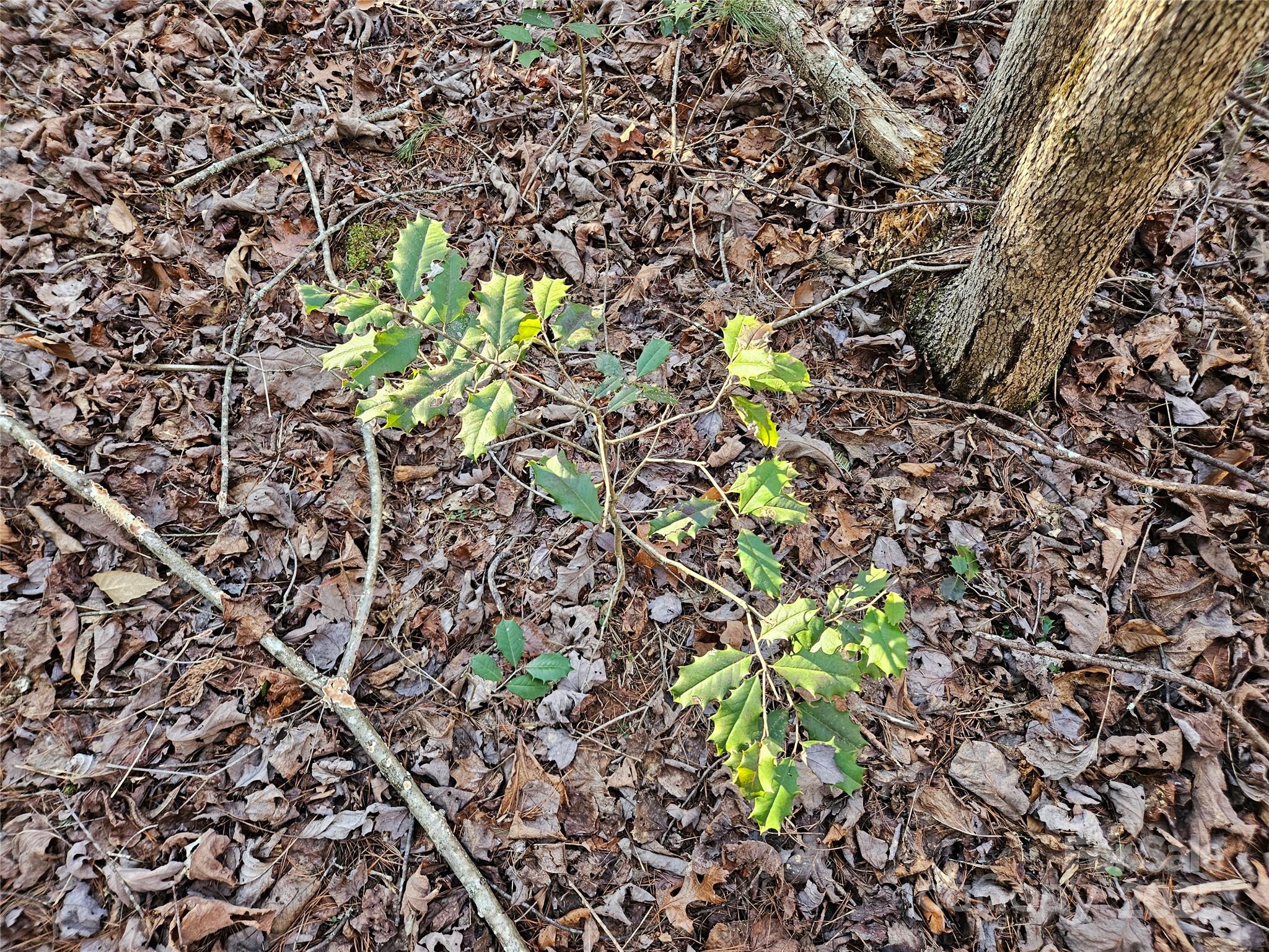 The Oaks at Hunters Ridge - Land