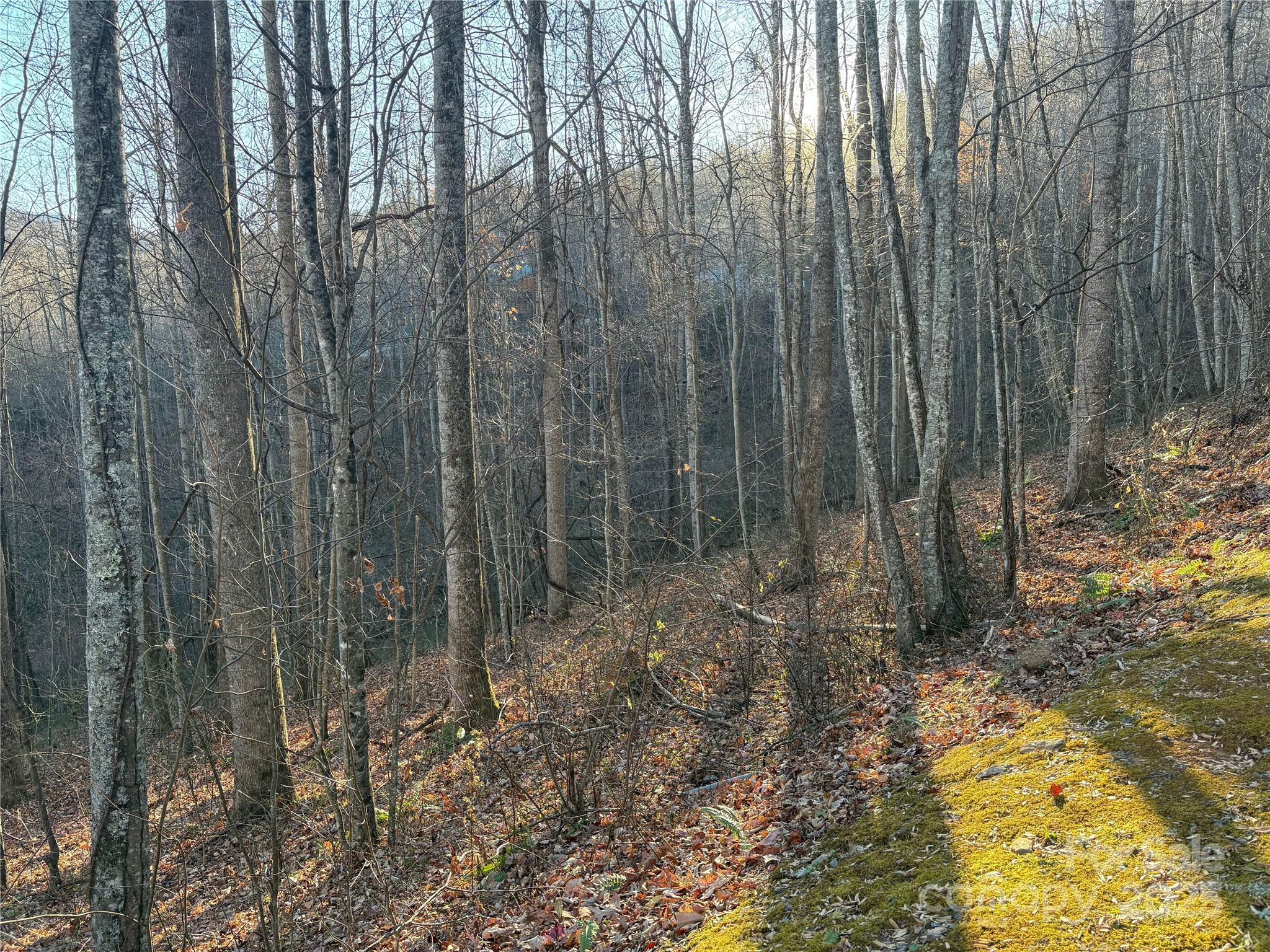 Mountain Watch - Land