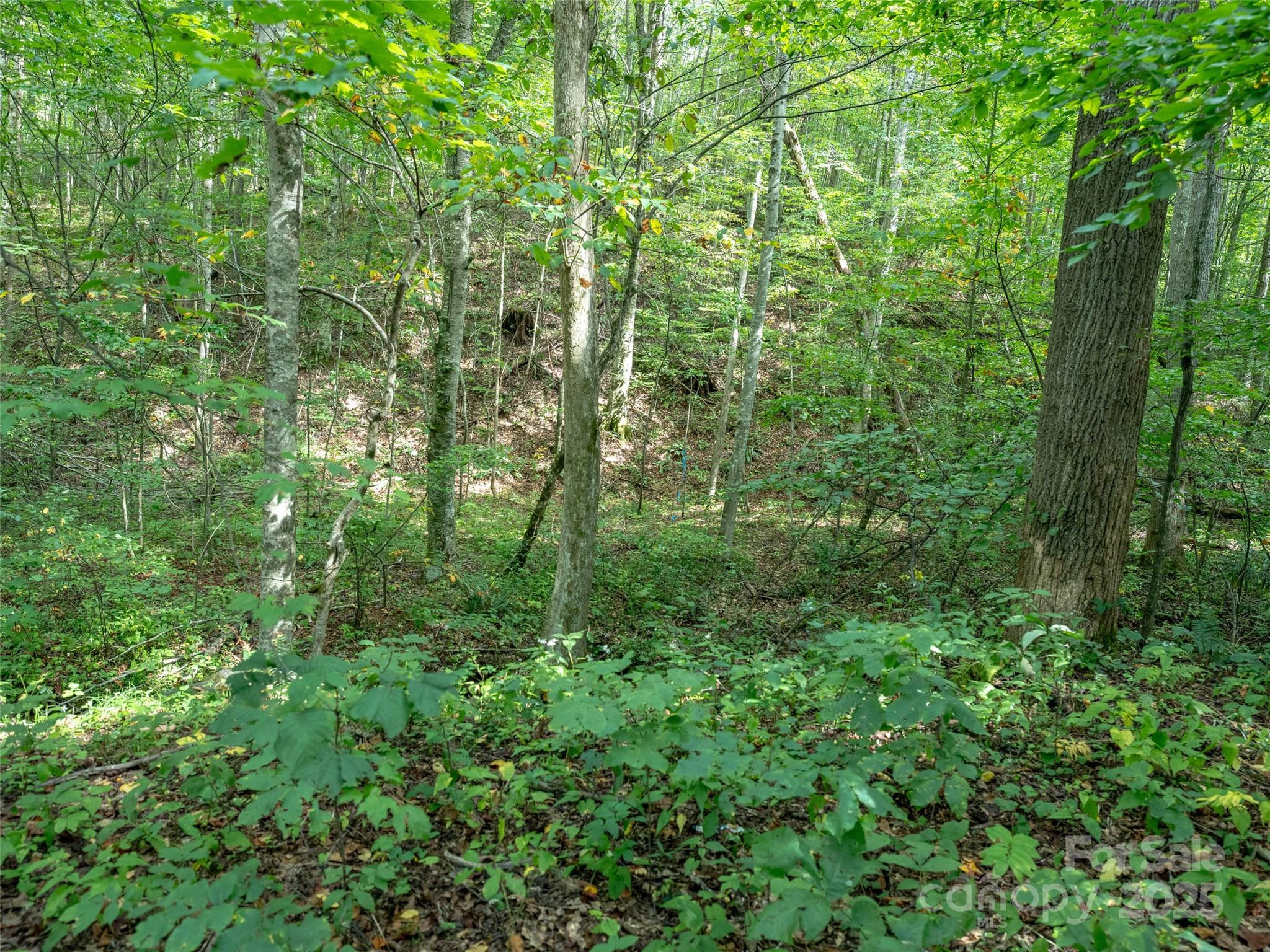 Campbell Woods - Land