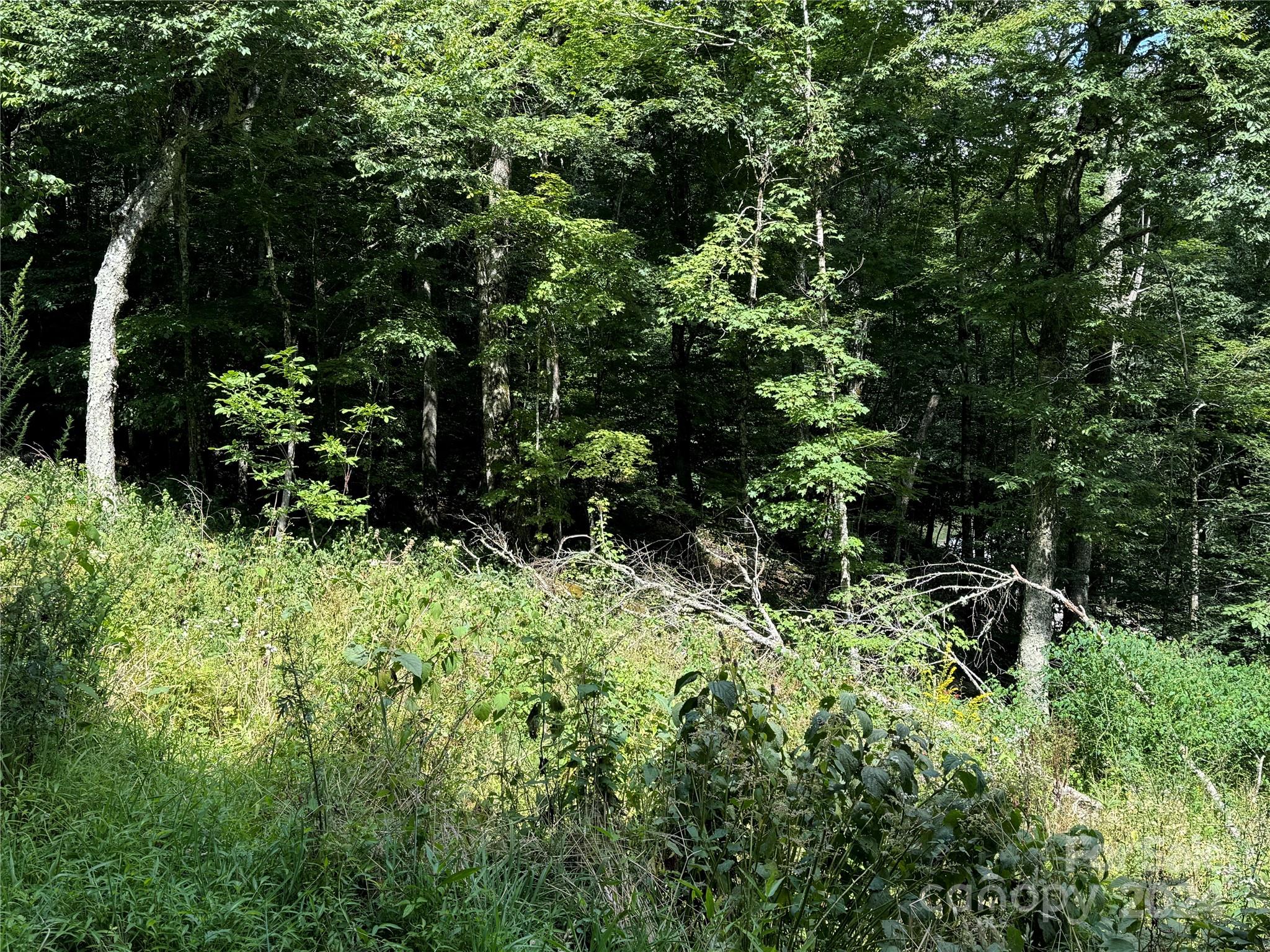 227 Birch Springs Lane