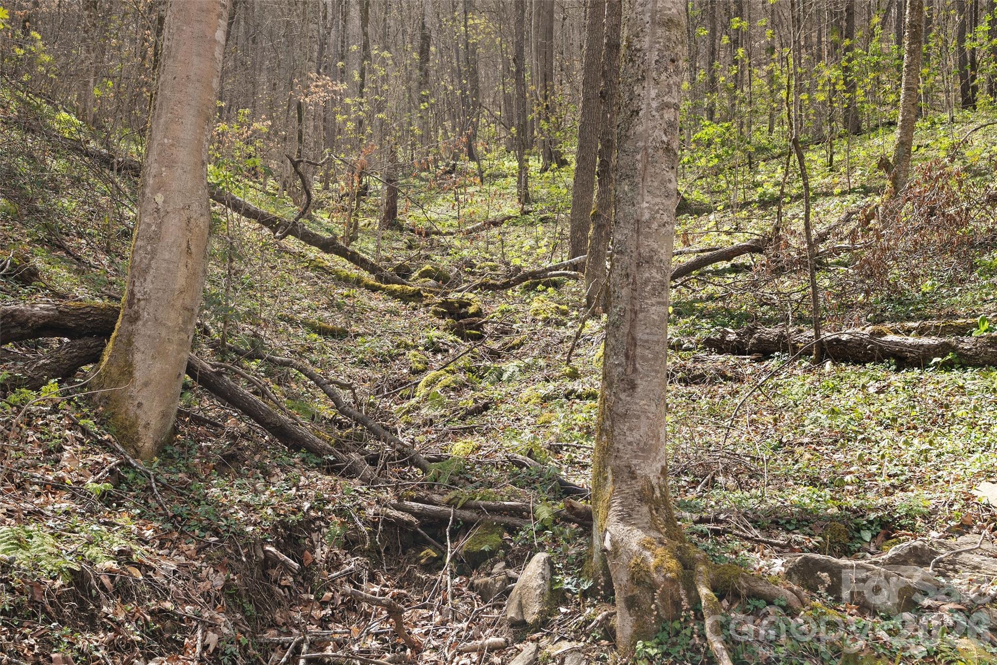 Big Laurel Inc - Land