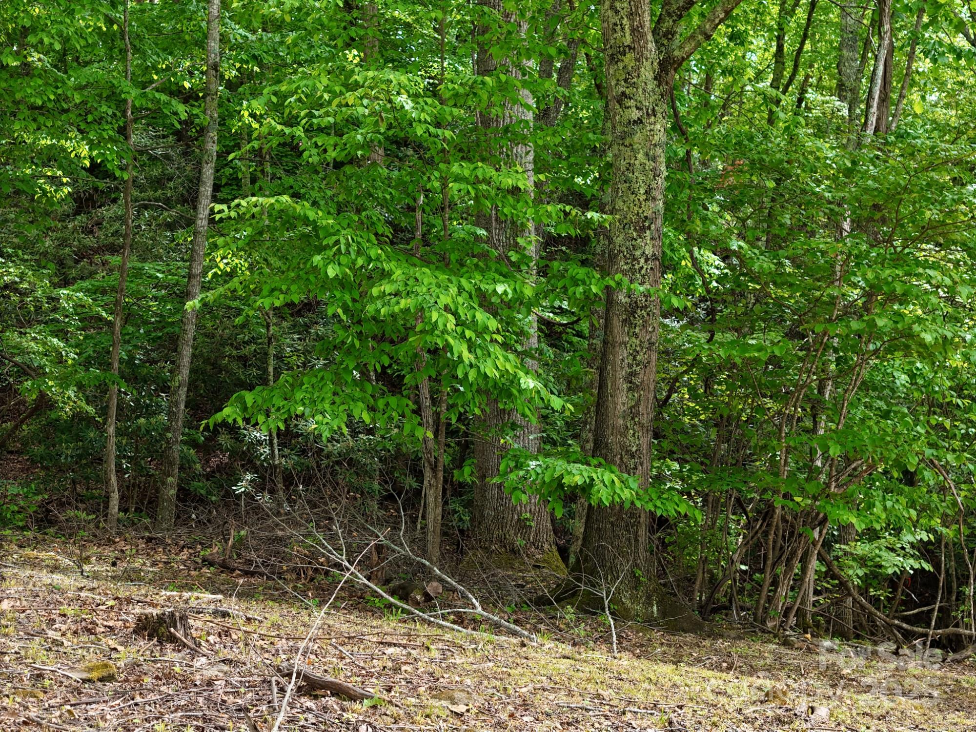 280 Split Pine Cove