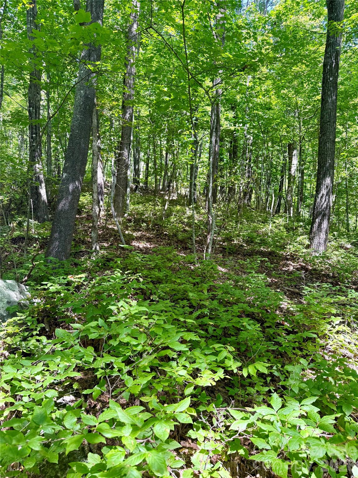 Holly Forest - Land