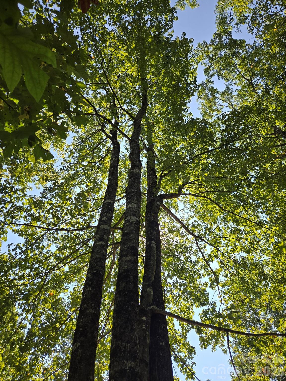 Indian Camp Mountain - Land