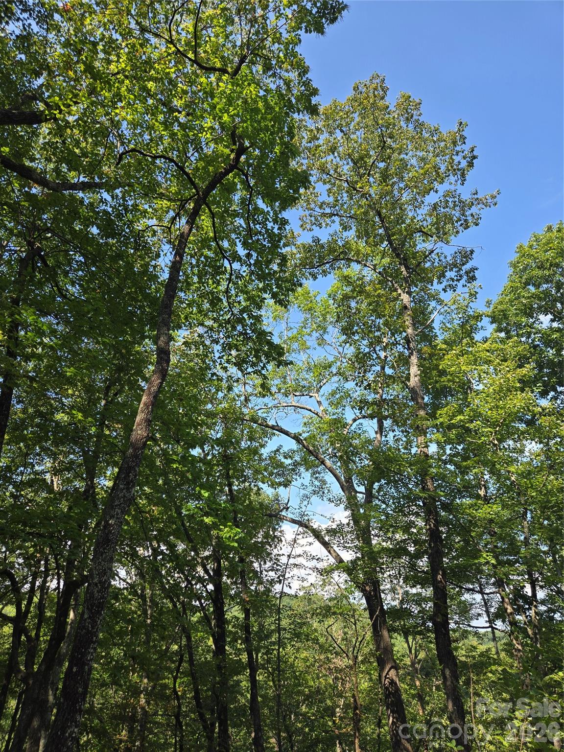 Indian Camp Mountain - Land