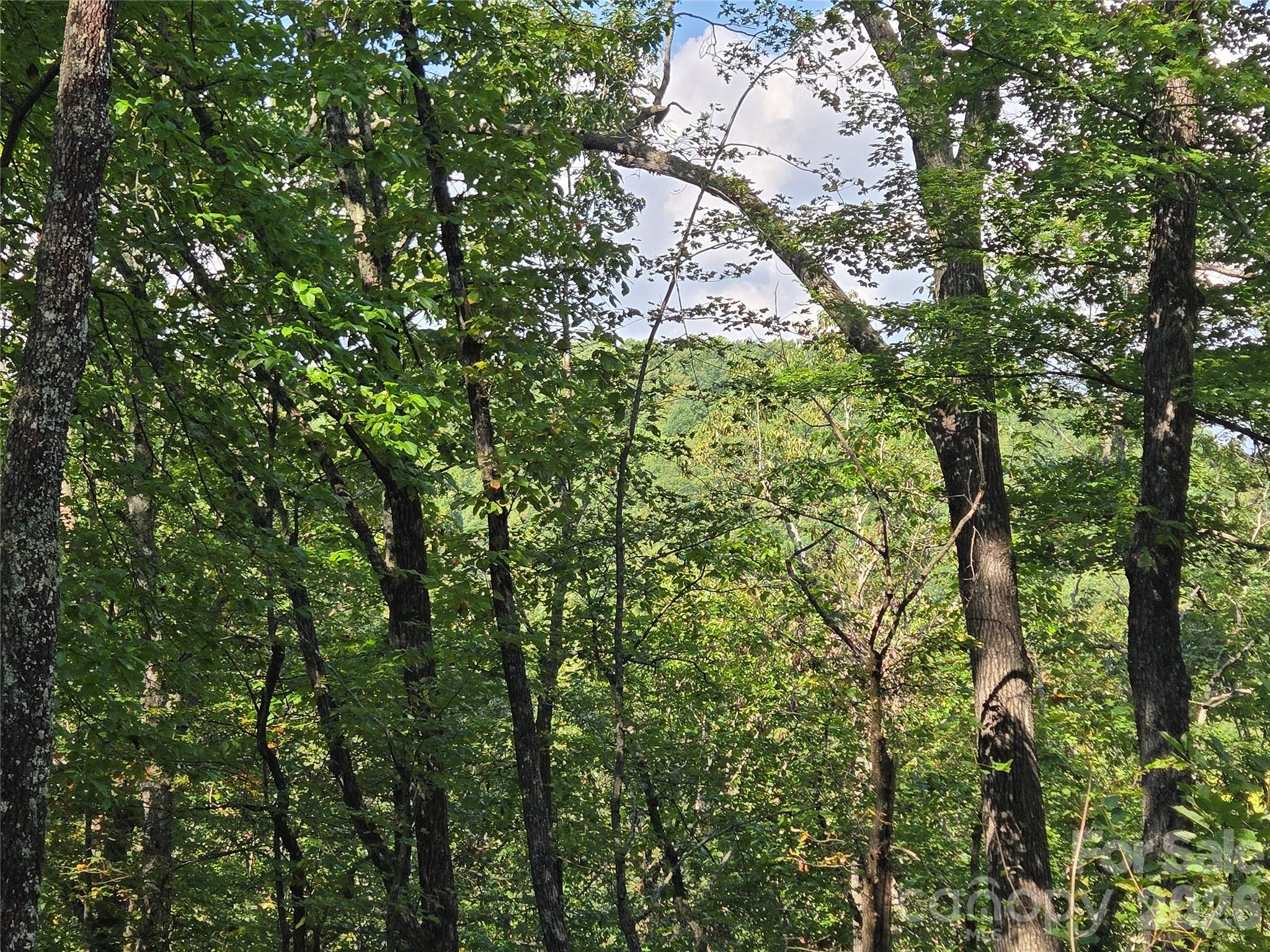 Indian Camp Mountain - Land