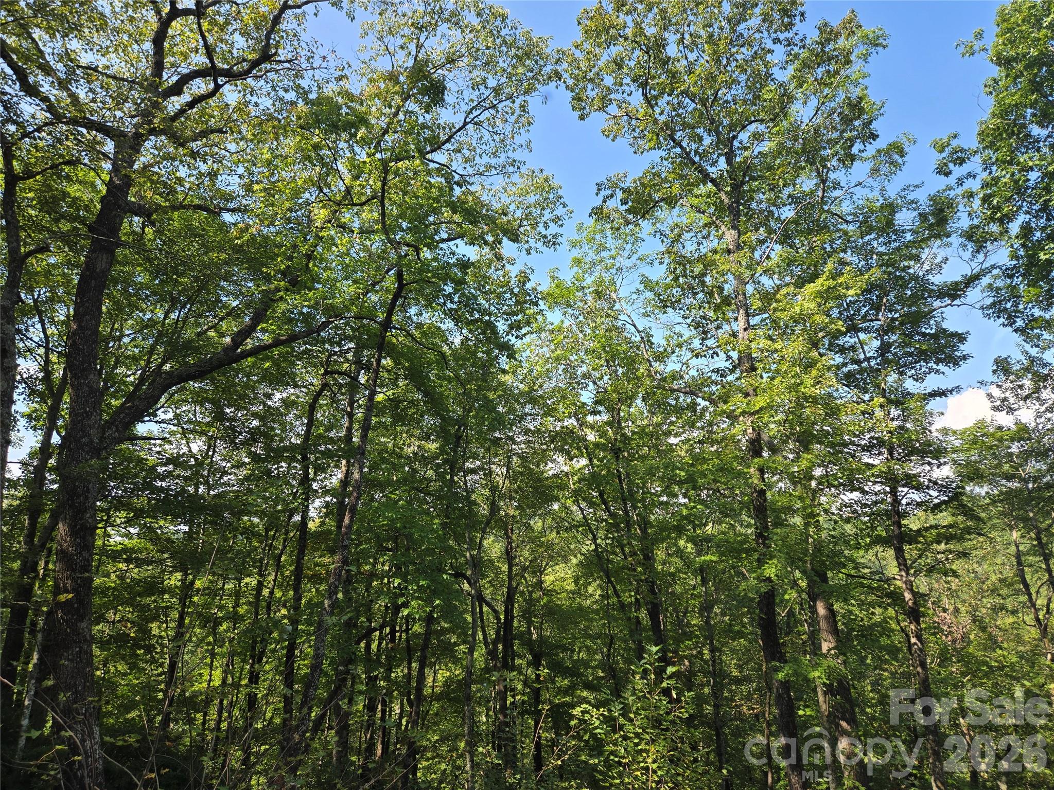 Indian Camp Mountain - Land