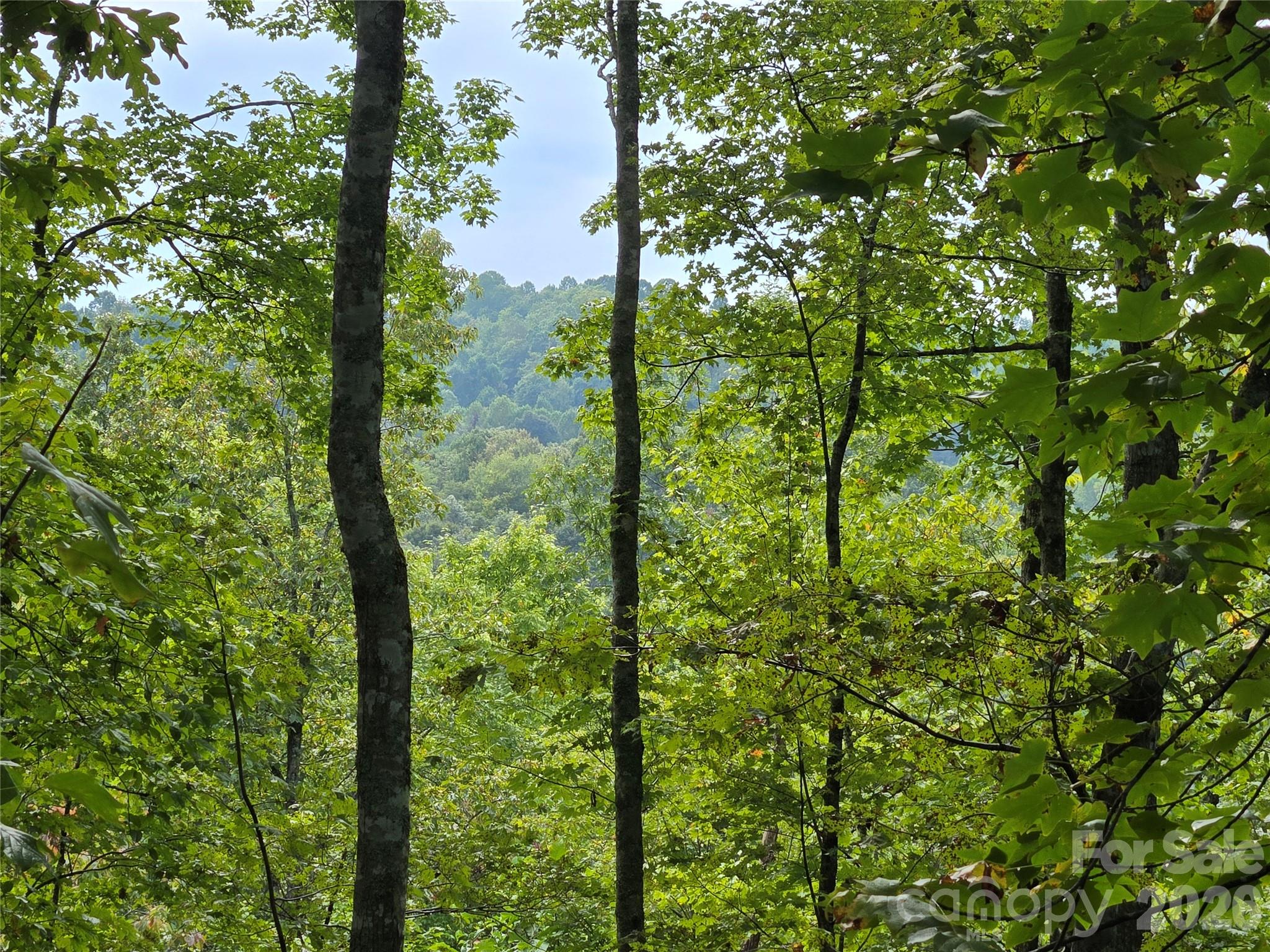 Indian Camp Mountain - Land