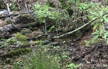 Indian Camp Mountain - Land