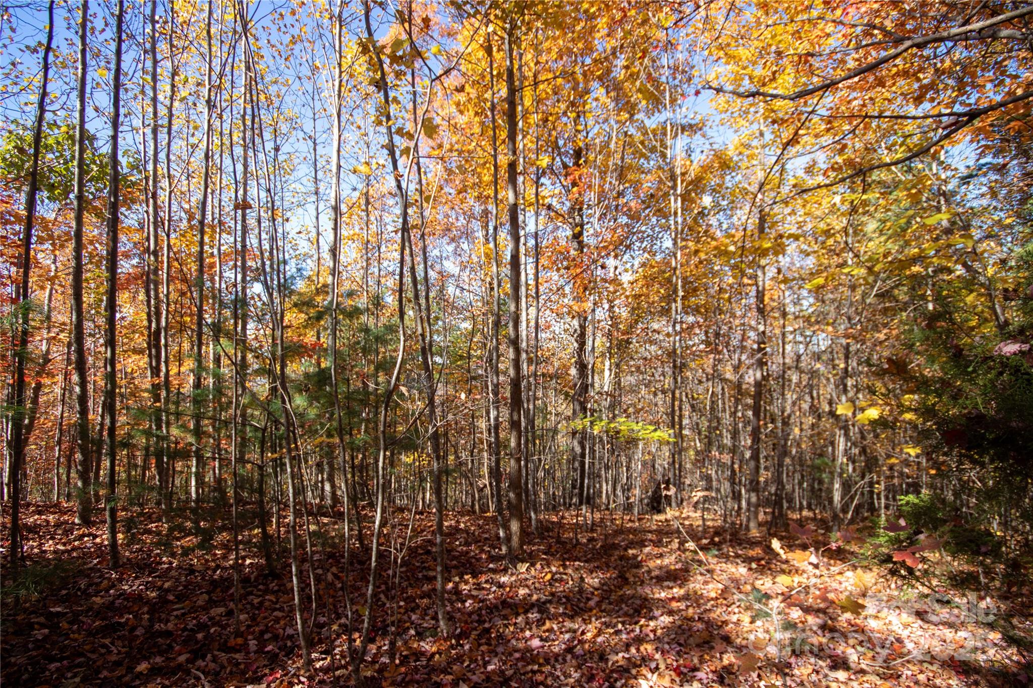 Eagle Heights - Land