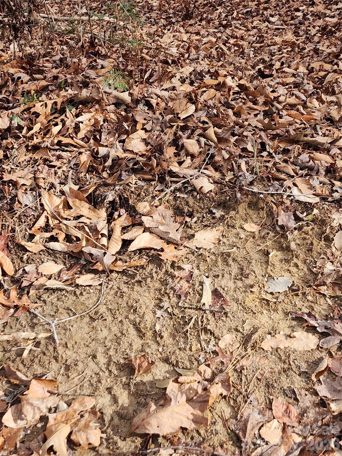 Roaring River Preserve - Land