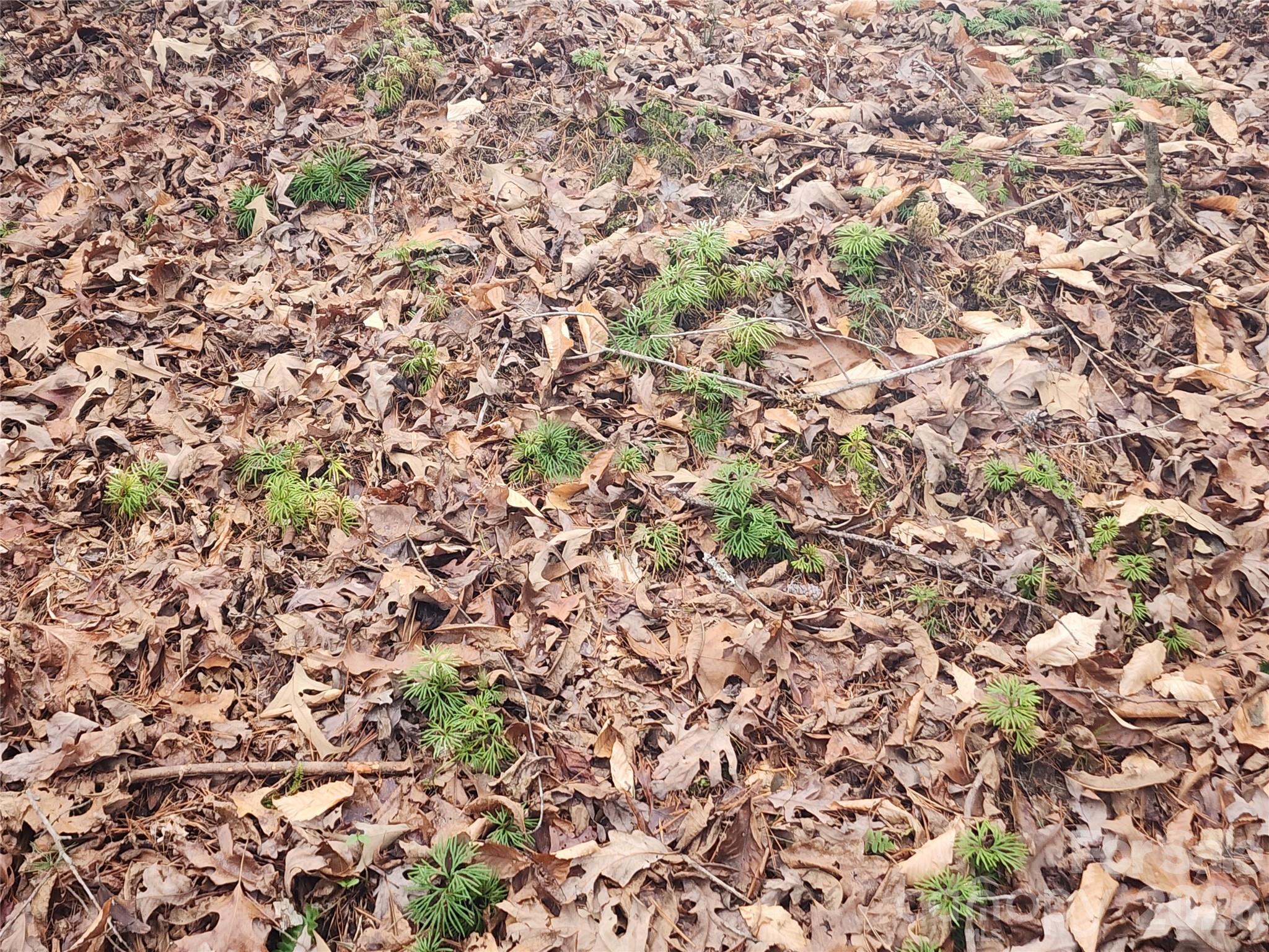 Roaring River Preserve - Land