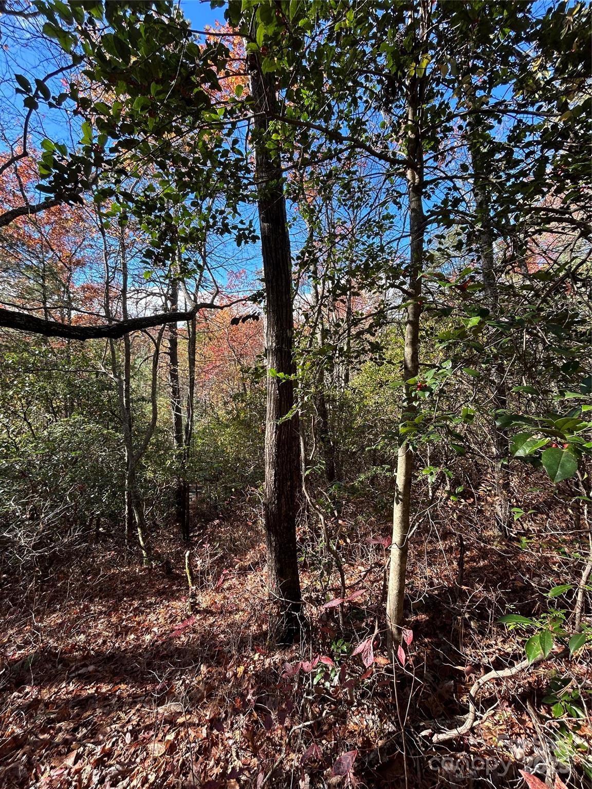 Sherwood Forest - Land