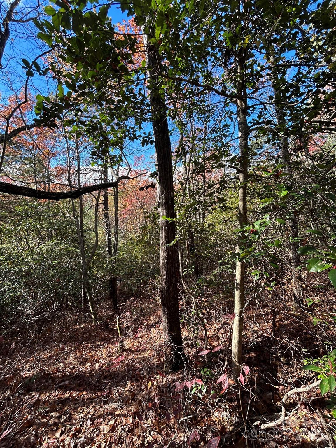 Sherwood Forest - Land